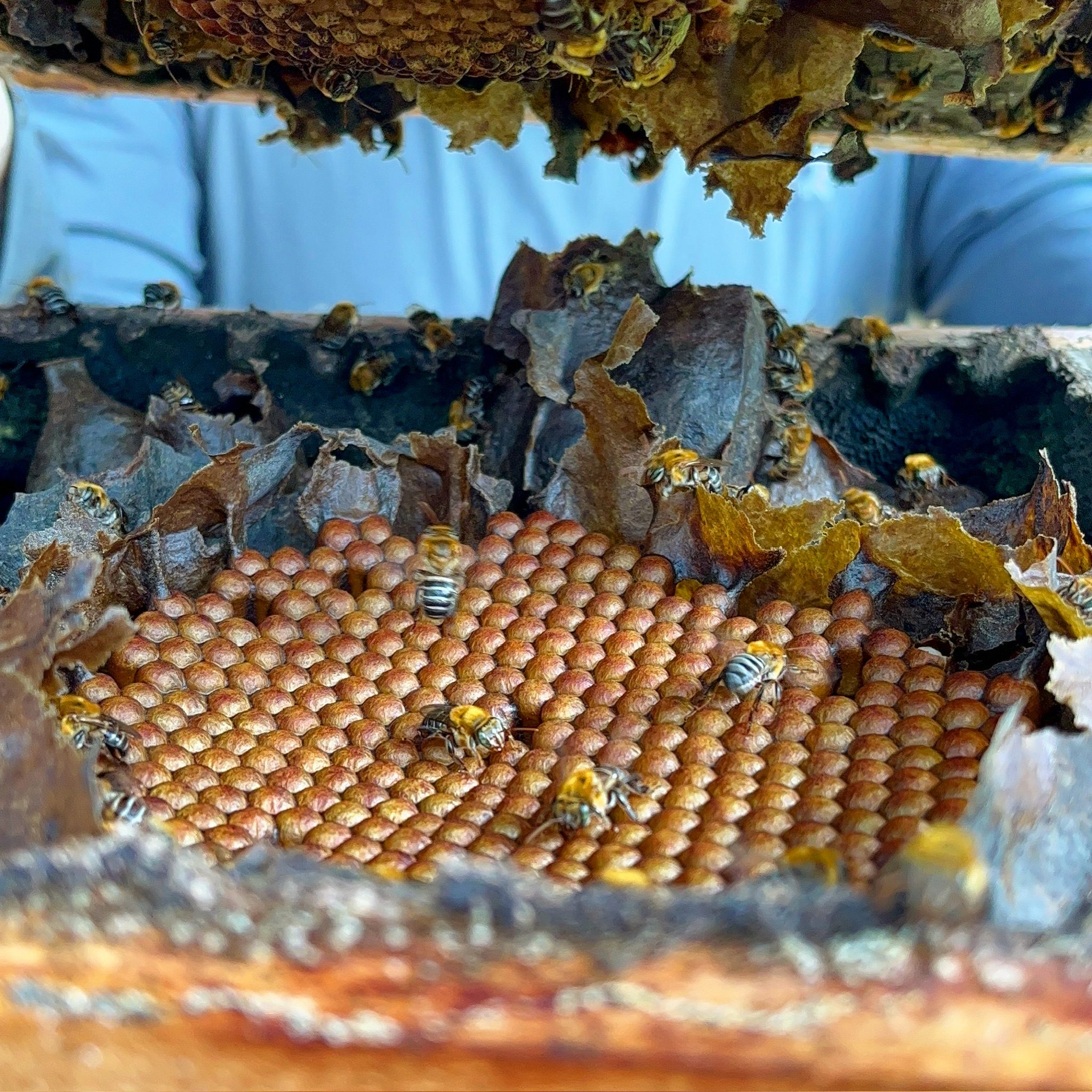 imagem de abelhas sem ferrão